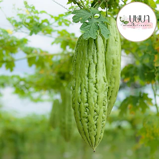 มะระจีนใหญ่ 9 บาท 5 เมล็ด