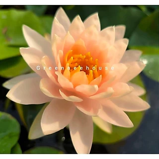 บัวฝรั่งชื่อพีชโกลว์ สีเหลืองครีม สวยดกมากให้ดอกตลอดปี (ร้านโค๊ทคุ้ม+แลกเหรียญ)
