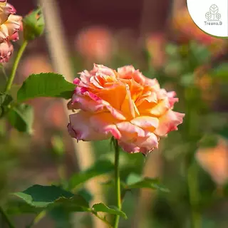 ไลฟ์สด กุหลาบถุงขาว 8 นิ้ว วันที่ 13/08/2026 - / รหัส 101-200 กุหลาบ เฉพาะไลฟ์สด นอกไลฟ์สดคละสายพันธุ์