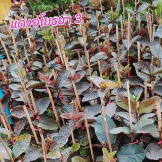 ฝรั่งแดงอโยธยาเบอร์3แท้100%สูง40-60เซ็น ต้นเสียบยอดบนตอโอกินาว่า/KU แท้ ราคา/ต้น ใบแดงผลแดงผิวแดงหวานสวยอร่อย