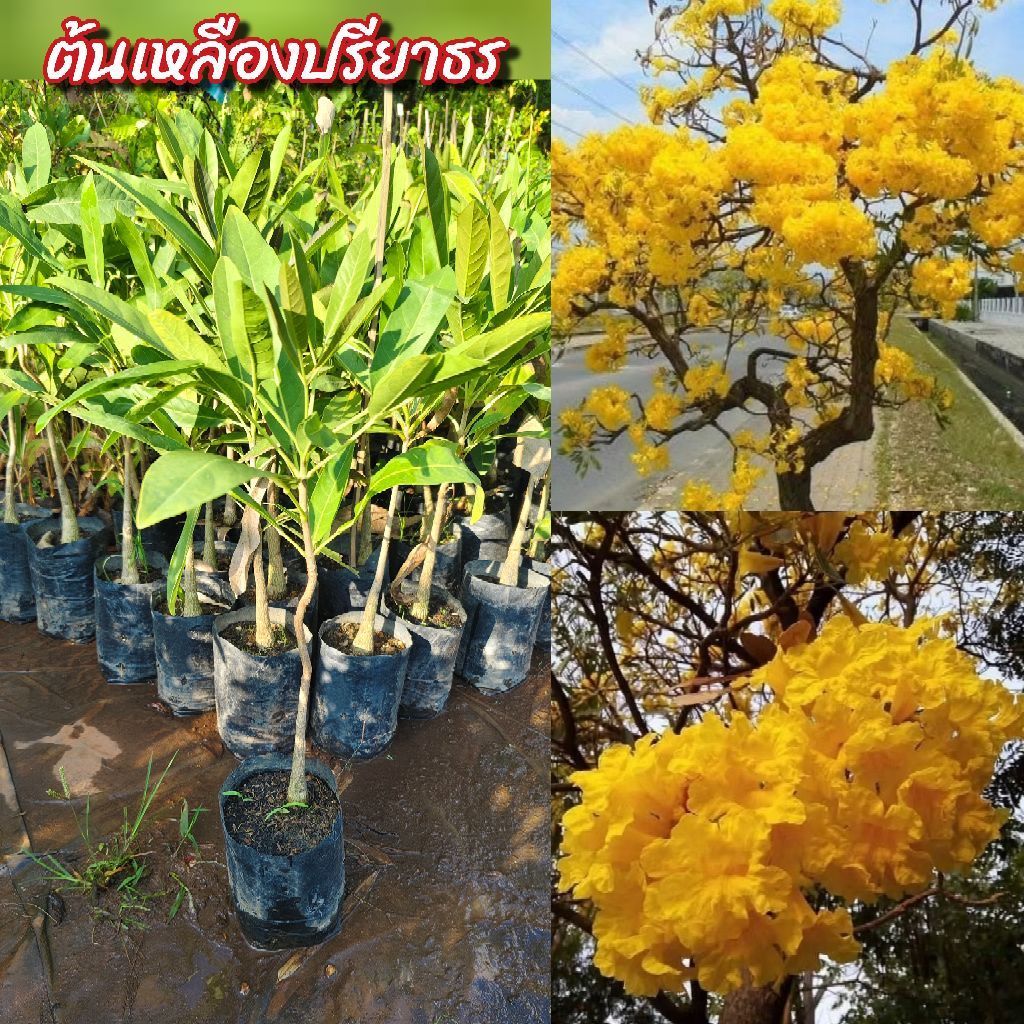 ต้นเหลืองปรียาธร มีดอกสีเหลืองสดใสและบานเต็มต้นมีความสวยงามมาก
