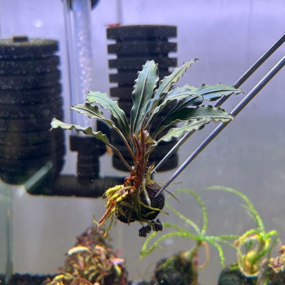 Blucep big leaf (บูเช็ปใบใหญ่)พันก้อนวาบิ