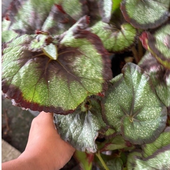 บีโกเนียเร็กซ์ (Rex Begonia) โดยเฉพาะพันธุ์ที่คล้ายกับ 'Escargot' ซึ่งมีลักษณะเด่นคือใบม้วนตัวเข้าหา