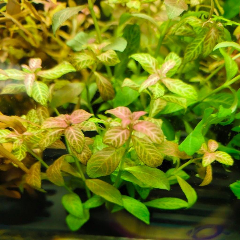 ต้นไม้น้ำ ขาไก่ด่าง Hygrophila Sunset วาบิทุ่นดิน พร้อมวางในตู้ปลา สีชมพูหวานละมุน รากเดินดี เลี้ยงง่ายไม่ต้องใช้ CO2