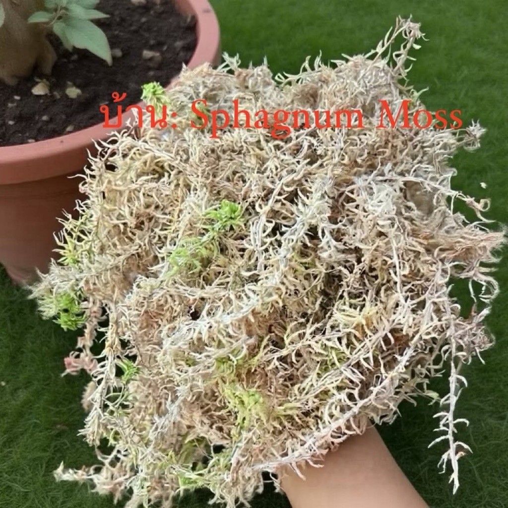 sphagnummossสดเกรดพรีเมี่ยม200gสะอาดเก็บเศษใบไม้ออกให้แล้วเหมาะนำไปเพราะปลูก เลี้ยงสัตว์เช่นกบ หอย แมงมุม งูและอีกมากมาย