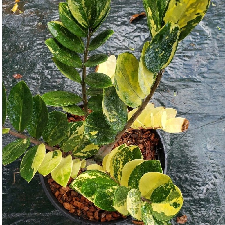 กวักมรกตด่างเหลืองVariegated ZZ Plant