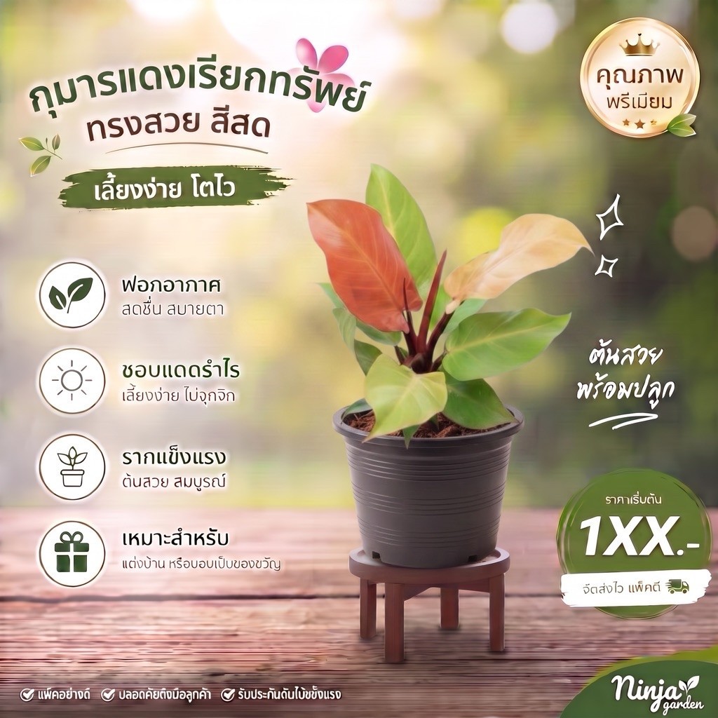 เชอรี่เรด กุมารแดงเรียกทรัพย์ กระถาง 6 นิ้ว 5-6 ใบ ใบกลม(philodendron cherry red)