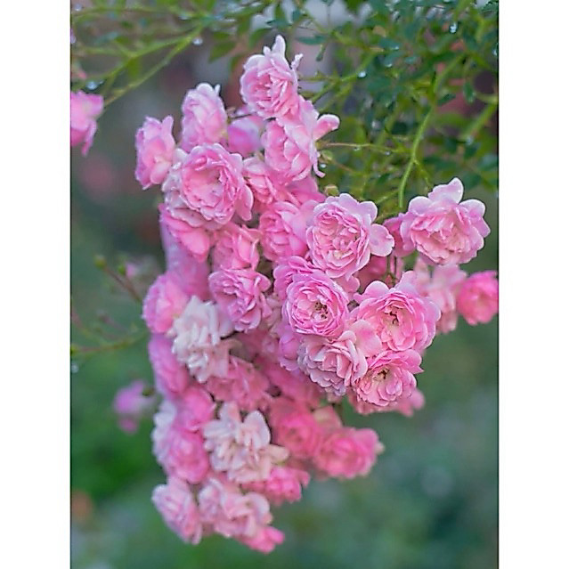 กุหลาบ-ทรีโรสพิงค์แฟรี่ Tree Rose Pink Fairy ดอกเป็นพวงช่อยาว สีชมพู เลี้ยงง่าย