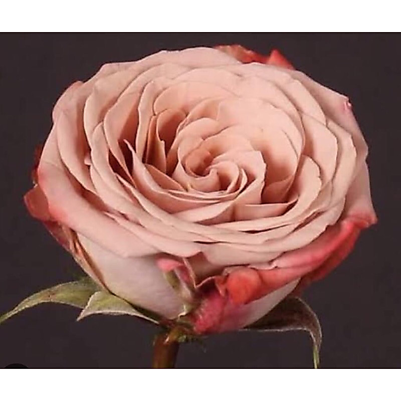 กุหลาบ-คาปูชิโน่ “Cappuccino” สีน้ำตาลเบจ ขอบราสเบอร์รี่สีชมพูเล็กน้อย