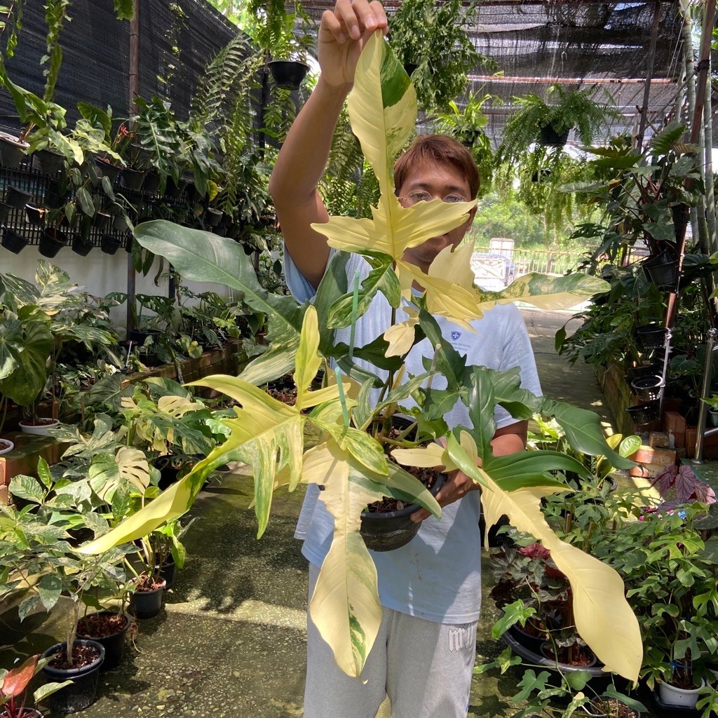 Philodendron Florida beauty Variegated ฟิโลก้ามกุ้ง เป็นไม้ด่างแล้ว เลี้ยงไม่ยาก