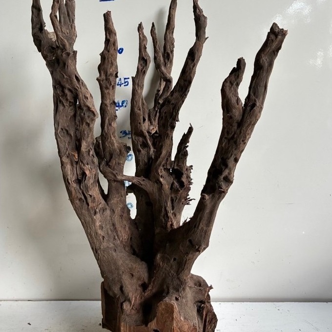 ไม้จมแม่น้ำ เนื้อเเข็ง เนื้อแน่น และสวยงาม driftwood display