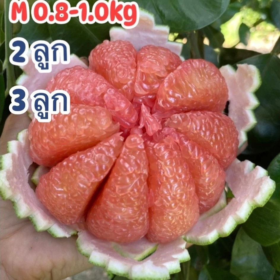 ส้มโอทับทิมสยาม0.8-1.0kgกล่อง 2 ลูก3ลูกน้ำหนักต่อลูกไม่รวมกล่อง สวนนำโชค เมืองปากพนัง