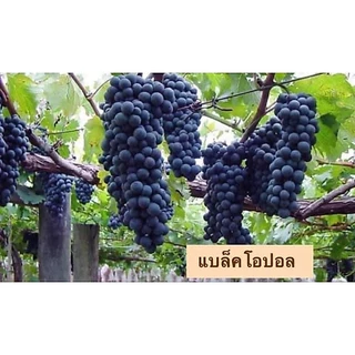 องุ่นเสียบยอดพันธุ์ดีทุกสายพันธุ์ ชื้อ5แถม1ฟรี