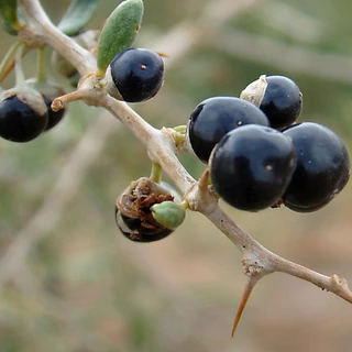 ชาโกจิเบอร์รี่สีดำ หรือเก๋ากี้ดำ (Black Goji Berry Tea) บรรจุ 50 กรัม