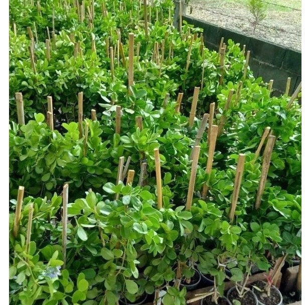 แก้วเจ้าจอม พันธุ์ 10 ใบ สูง 50 เซนติเมตร