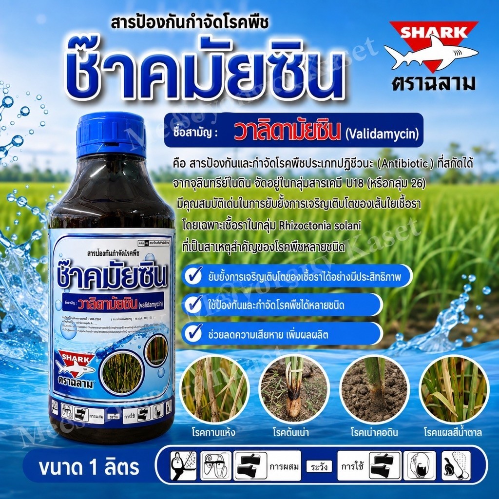 ช๊าคมัยซิน #วาลิดามัยซิน ขนาด 1 ลิตร ป้องกันและกำจัดโรคกาบใบแห้ง โรคใบสีส้ม โรครากดำในข้าว