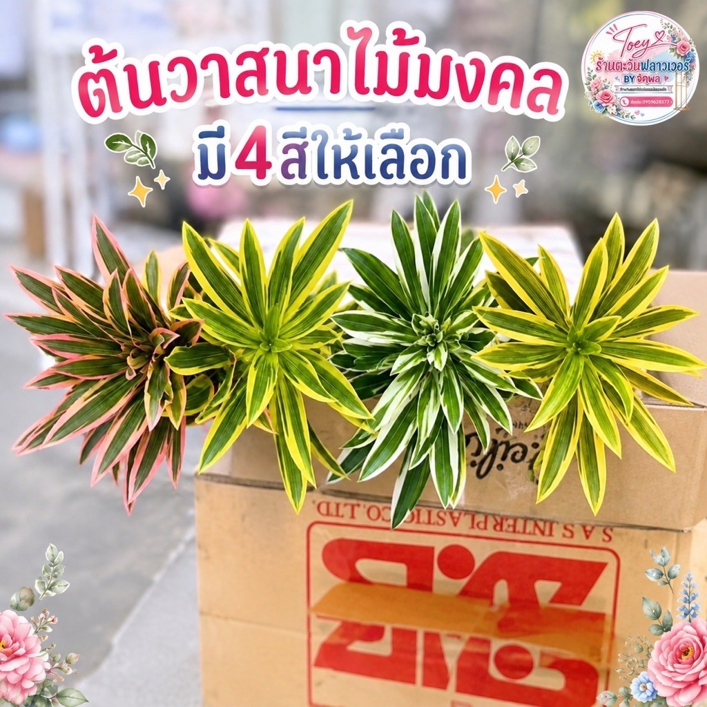 ต้นวาสนา มี4เเบบให้เลือก