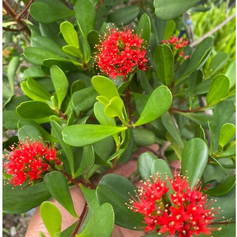 ต้นฝาดแดง (Lumnitzera littorea) ต้นไม้น้ำ ต้นไม้มงคลกระถาง8” ไม้เพาะเมล็ด สูง20-40ซม.