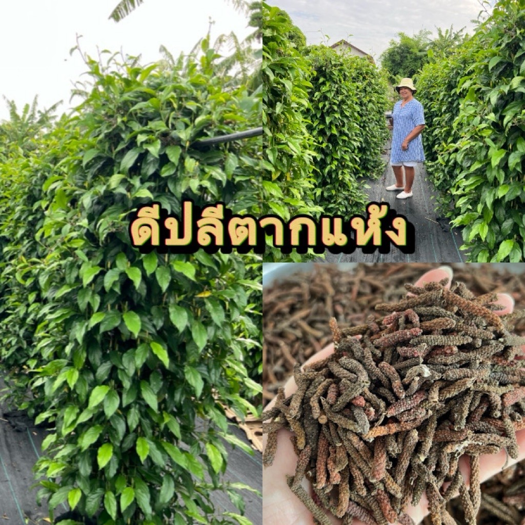 ดีปลีตากเเห้ง (เจ้าของสวนขายเอง)
