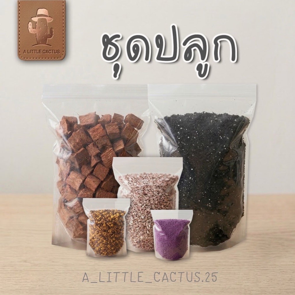 A Little cactus ชุดปลูกแคคตัส