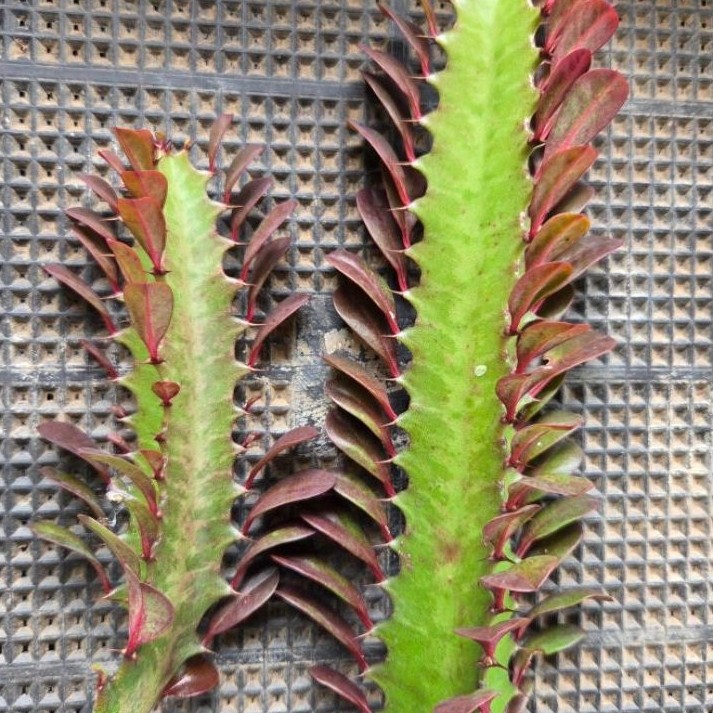euphorbia trigona variegata