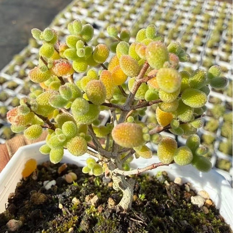เม็ดข้าวทรงกิ่ง Drosanthemum