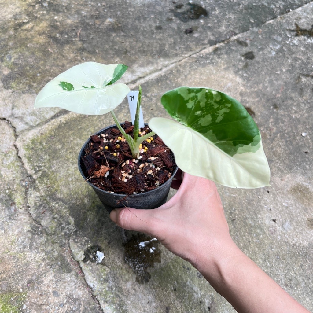บอนกระดาด Hot บอนกระดาษ ต้นบอนกระดาดด่าง Alocasia macrorrhizos (L.) G.Don