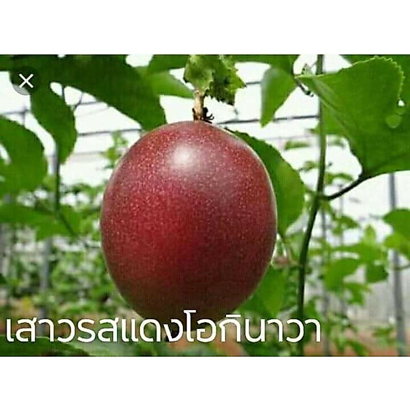 เมล็ดพันธุ์เสาวรสแดงโอกินาวา