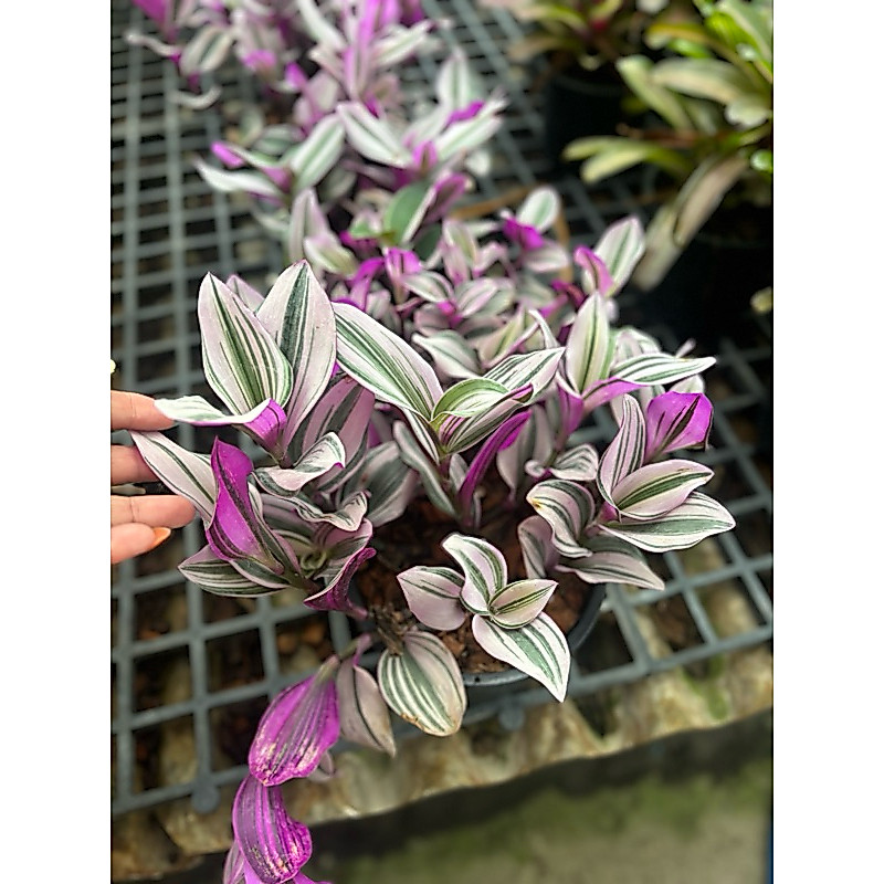 Pink Plant | Tradescantia Nanouk #ต้นก้ามปูหลุดด่างชมพู Tradescantia Nanouk #ก้ามปูหลุดด่างสีชมพู ไม้นำเข้า 2-3นิ้ว