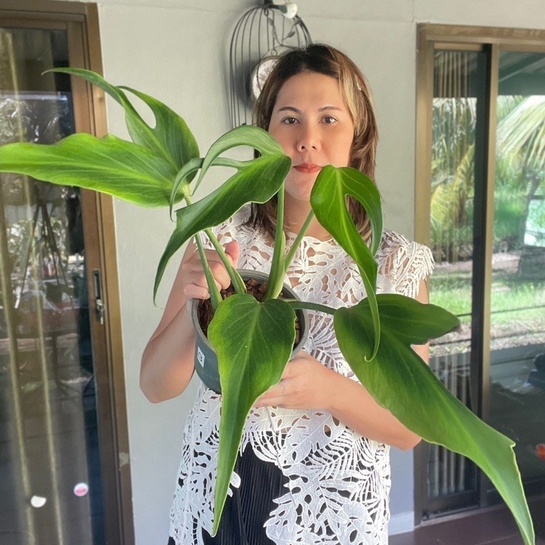 Monstera burle marx flame - มอนกระดูก ขนาดกระถาง 8 นิ้ว
