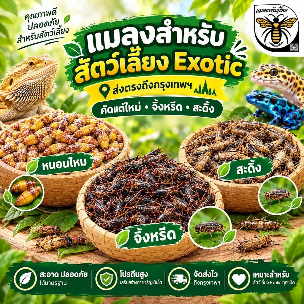 สำหรับ กทม 🛵ร้านวิ่งส่ง เท่านั้น 🛵 จิ้งหรีด สะดิ้ง​ ดักแด้ แมลงรวม