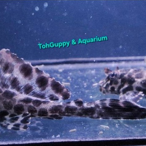 ตกแต่งตู้& Pleco L083