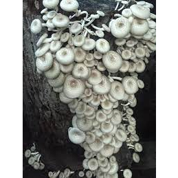 เชื้อเห็ดขอนขาว ขอนดำ ชุด 3 ขวด พร้อมคู่มือเพาะกับขอนไม้ - รูปที่ 5