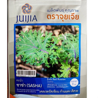 เคล ใบหยิก สีม่วง red russian kale ประมาณ 300เมล็ด