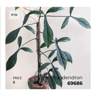 ฟิโลเดนดรอน 69686 philodendron​ 69686 ไม้สะสมรูปทรงใบสวย