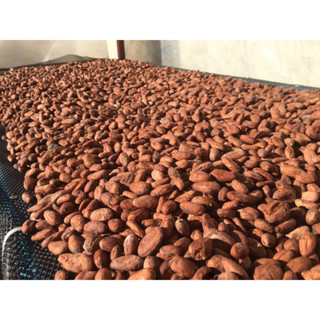 เมล็ดโกโก้แห้ง (Cocoa beans) -ของคนเวียงป้าว(อำเภอพร้าว) 1,000กรัม สำหรับแปรรูป+ประกอบอาหาร