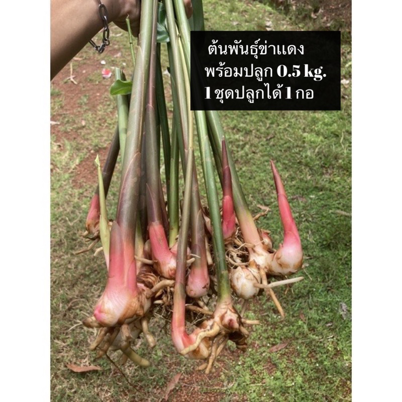 [พร้อมส่ง]ข่า,ต้นข่า,ต้นพันธุ์ข่าแดง ครึ่งกิโลกรัม สำหรับปลูก หน่อแดงหน่อดก หน่อแข็งเเรง ปลูกง่ายทนทาน