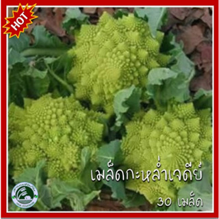 30 เมล็ด กะหล่ำเจดีย์ บล็อคโคลี่ Broccoli บล็อคโคลี่เจดีย์ เมล็ดบล็อคโคลี่ เมล็ดพันธุ์บล็อคโคลี่ เมล็ดกะหล่ำเจดีย์