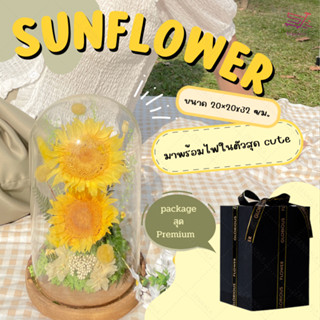 🌻ดอกทานตะวันอมตะ ดอกทานตะวันในโหลแก้ว Sunflower ในโดมแก้ว ของวัญรับปริญญา ของขวัญวาเลนไทน์ ดอกทานตะวัน เก็บได้นาน5ปี