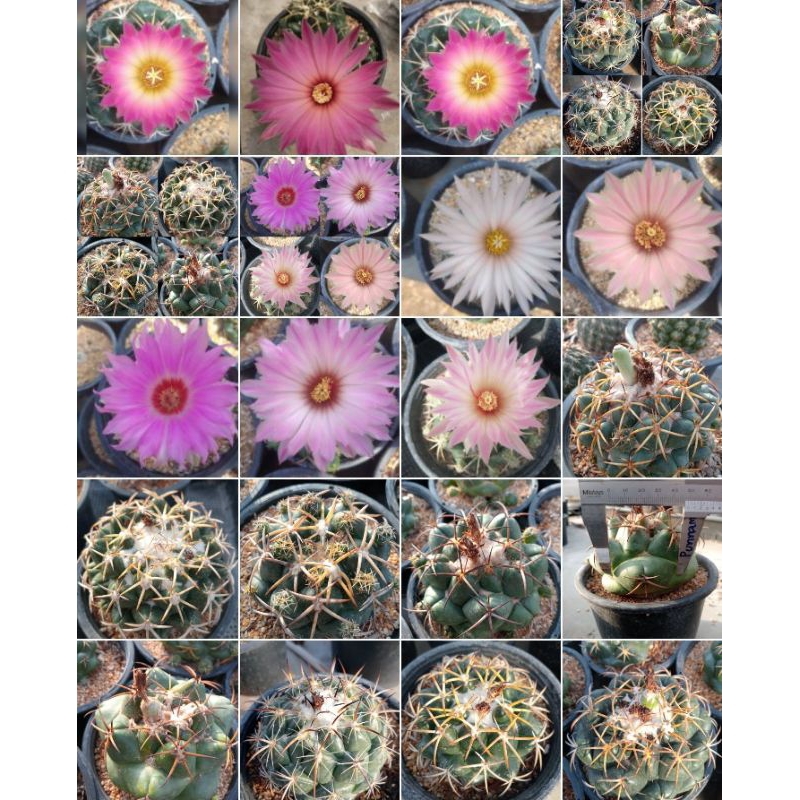 เมล็ดช้างแคคตัส Coryphantha seed mix 50 เมล็ด มล็ดกระบองเพชร เมล็ดแคคตัส (แคคตัส กระบองเพชร)