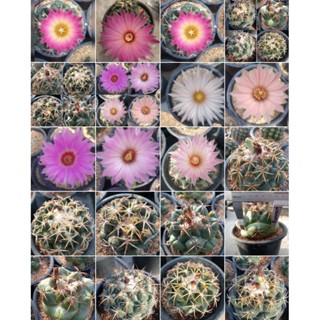 🌵💥เมล็ดช้างแคคตัส 💥🌵 Coryphantha seed mix  50 เมล็ด มล็ดกระบองเพชร เมล็ดแคคตัส   (แคคตัส กระบองเพชร)