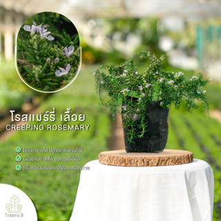 Treeno.9 T395 โรสแมร์รี่ เลื้อย - กลิ่นหอมมาก (Creeping Rosemary) ถุง 6 นิ้ว / สูง 15-30 ซม. / สมุนไพรฝรั่ง ดีต่อสุขภาพ (Herb) (ต้นไม้)