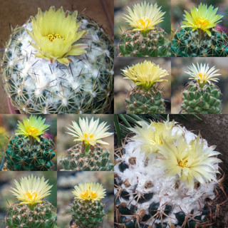 Coryphantha hb. แคคตัส กระบองเพชร