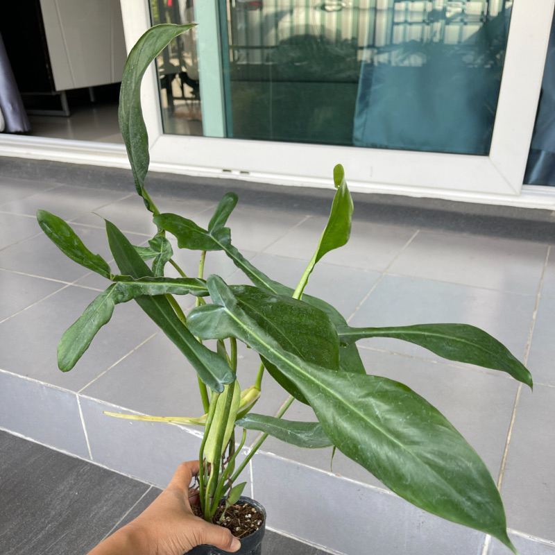 ฟิโลโจปิอาย ฟิโลจูปิอาย philodendron joepii ไม้แรร์