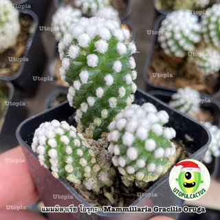 แมมโอรุกะ - Mammillaria Gracilis Oruga //  Utopia cactus ไม้ญี่ปุ่น กระบองเพชร แคคตัส