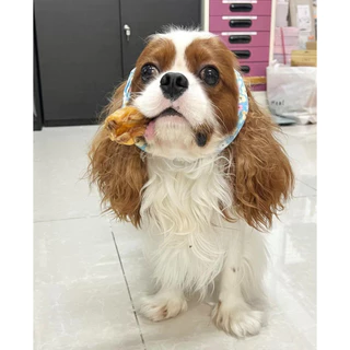ตัวเดียวอันเดียวจระเข้ เจ้าแรกในไทย Bella's Bites Crocodile Pizzle Chew