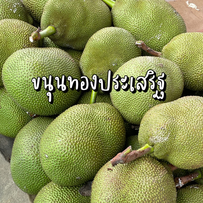 ขนุนทองประเสริฐ จ.ประจวบ ลูกละ 8-12 กิโลกรัม