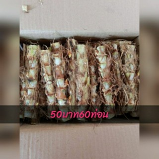 หญ้าหวานอิสราเอลพันธ์เตี้ยใบดก เหมาะสำหรับสัตว์เลี้ยง
