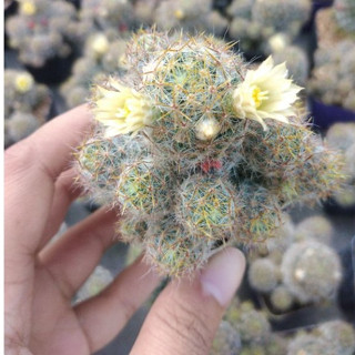 🌵💥แมมเม็ดพริก 💥🌵 ดอกสีเหลือง Mammillaria prolifera  ขนาด  4-6 ซม.ไม้ชำหน่อ ต้นกระบองเพชร ต้นแคคตัส (แคคตัส กระบองเพชร)