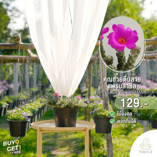 Treeno.9 T323 ปอร์ตูก้า หรือ แพรบลาซิล (portulaca werdermannii) กระถาง 8 นิ้ว สูง 20-25 cm ไม้ดอกสีสดสวย พุ่มเล็ก